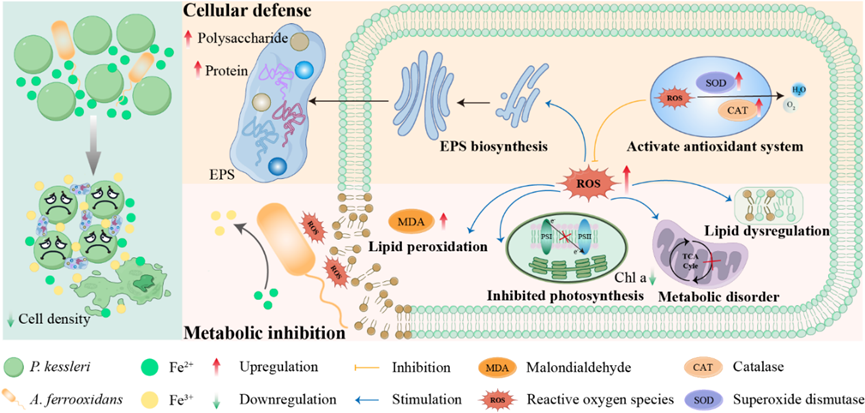 冰球官网在酸性矿山废水修复研究领域取得系列新进展